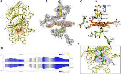 Heterologous expression, purification and structural features of native Dictyostelium discoideum dye-decolorizing peroxidase bound to a natively incorporated heme